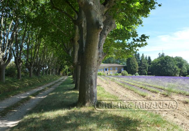 Cottage in Valréas -  Cottage in Valréas -