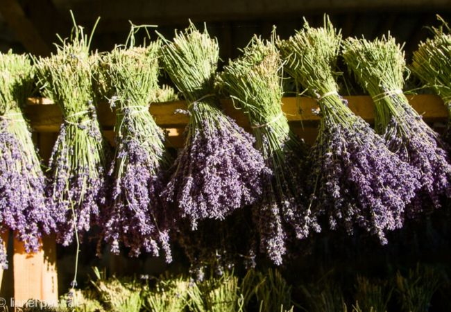 House in Clansayes -  Côté Sud, charming stone gîte with private swimming pool, Drôme House in Clansayes -  Côté Sud, charming stone gîte with private swimming pool, Drôme