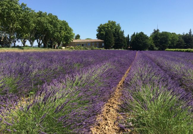 Cottage in Valréas -  Cottage in Valréas -