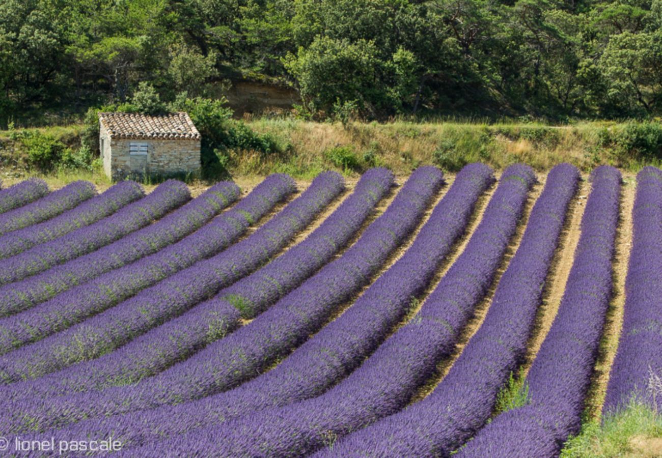 Gîte Rural à Clansayes - Le Lavandin,  en Drôme Provençale avec piscine