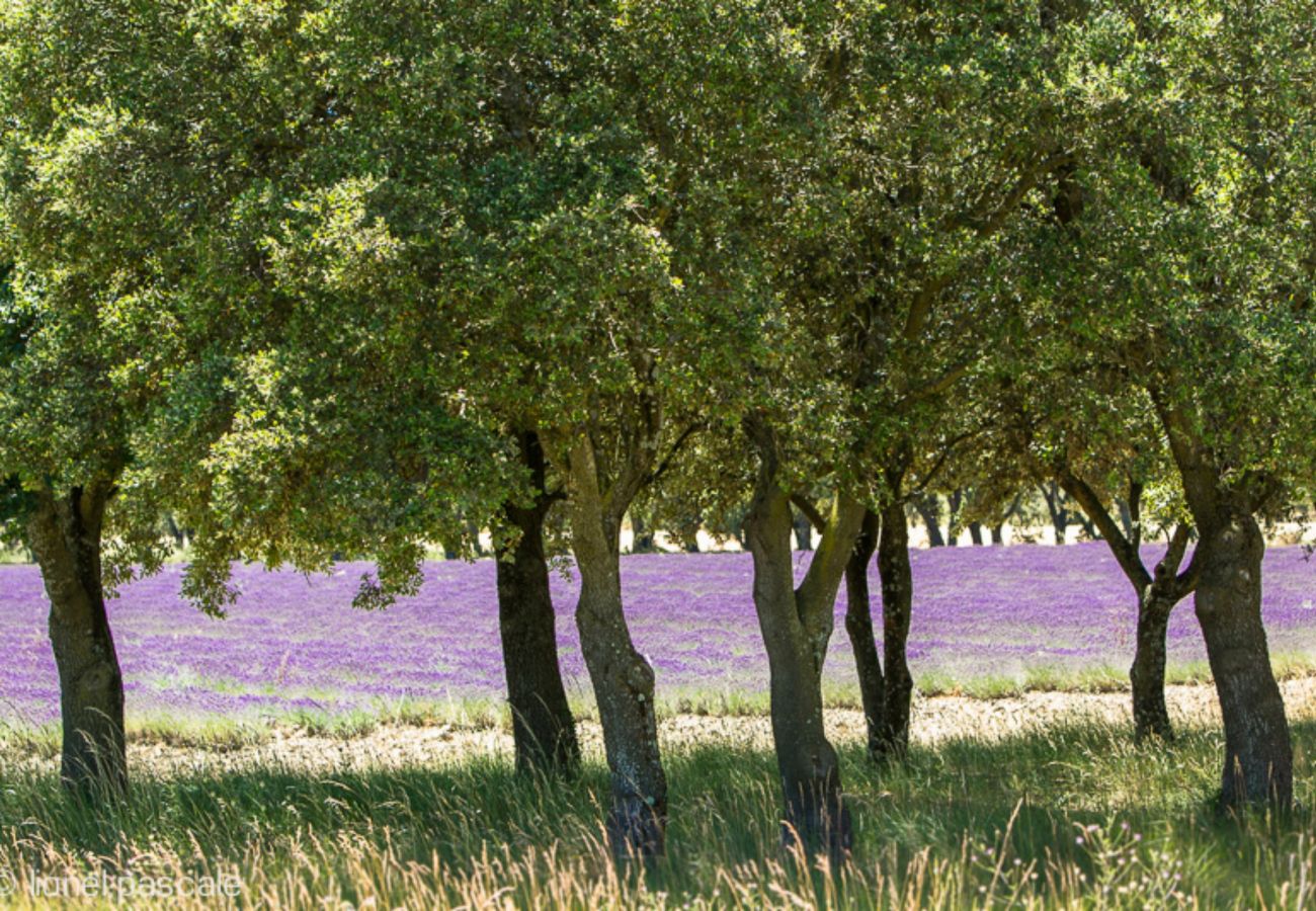 Maison à Saint-Paul-Trois-Châteaux - Maison à louer, jardin privé, Drôme Provençale