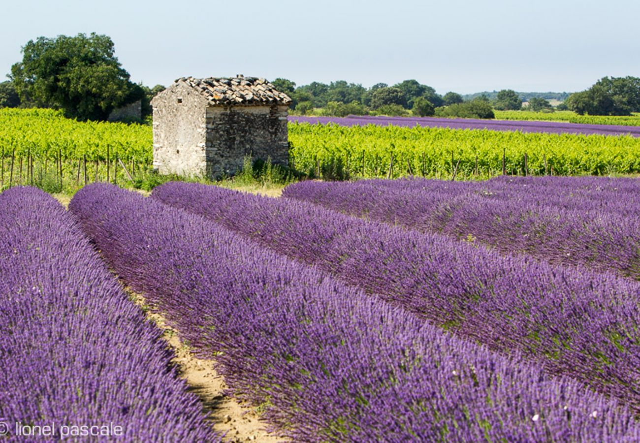 Maison à Rochegude - Maison de Village, authenticité, charme avec piscine privée