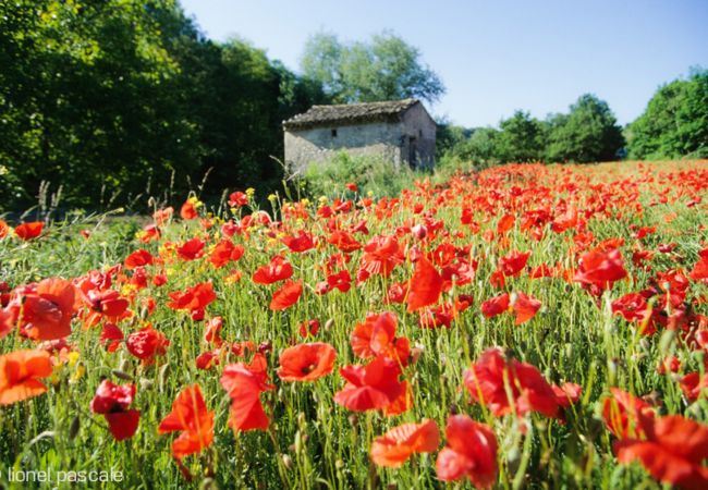 Maison à Bouchet - Mas de village, jardin clos et piscine privée en Drôme