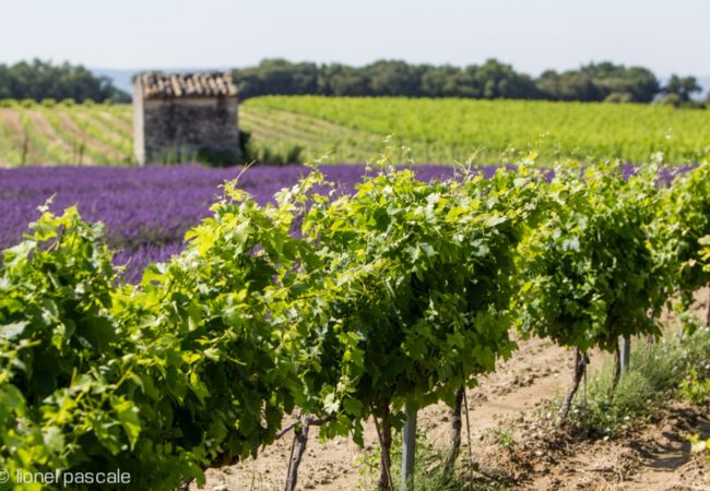Maison à Grignan - Maison de Village avec Terrasse – Grignan, Drôme Provençale Maison à Grignan - Maison de Village avec Terrasse – Grignan, Drôme Provençale