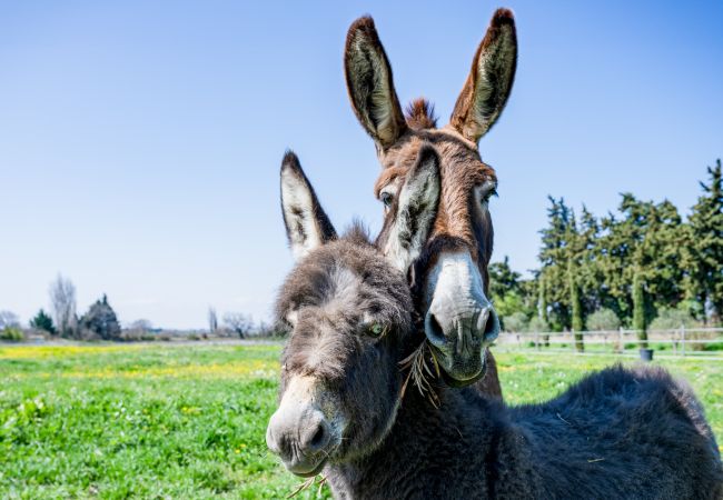 Maison à Tulette - La Mancelone, propriété d'exception à louer, avec piscine Maison à Tulette - La Mancelone, propriété d'exception à louer, avec piscine